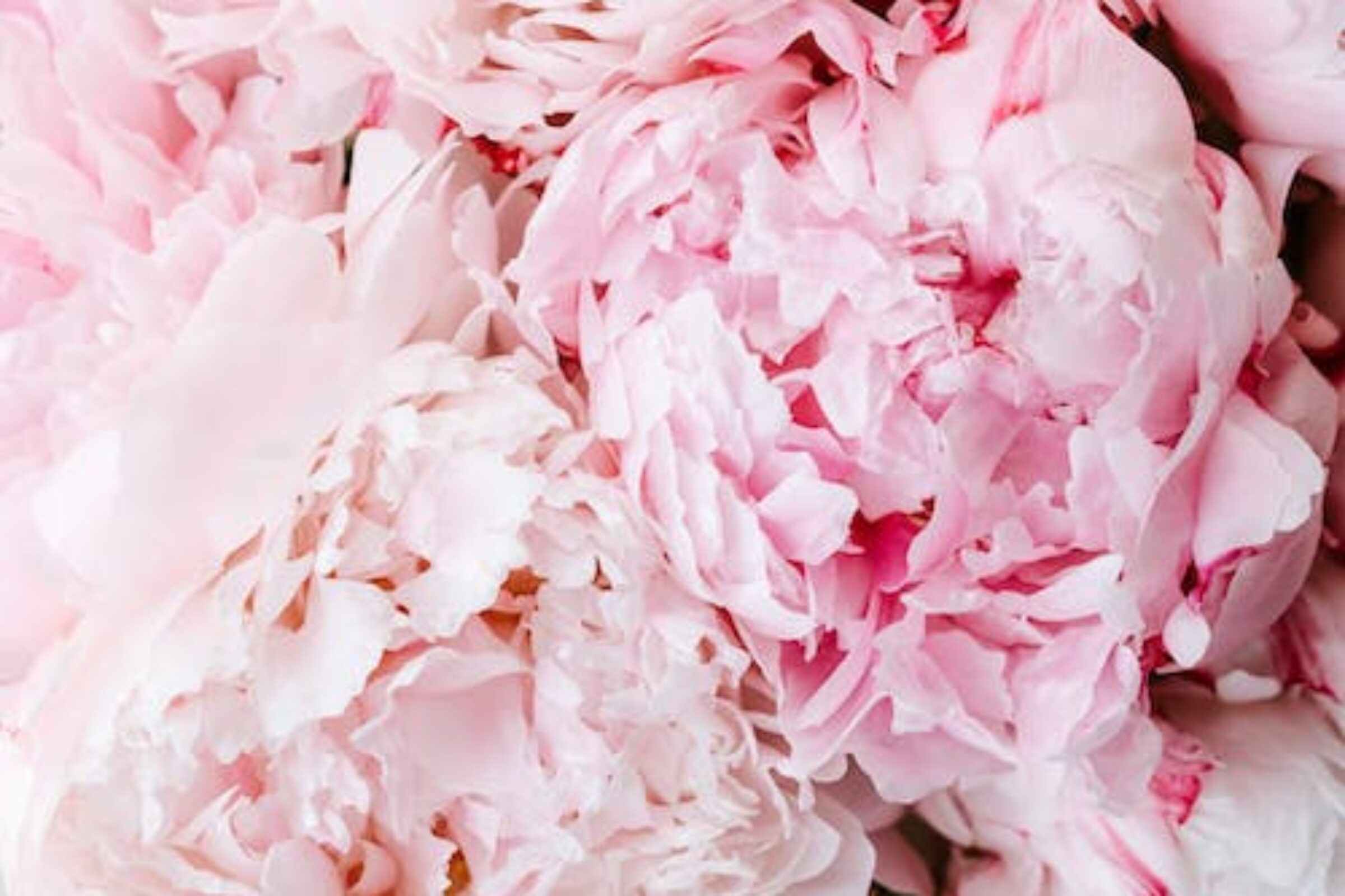 Peonies: the flower that defines spring