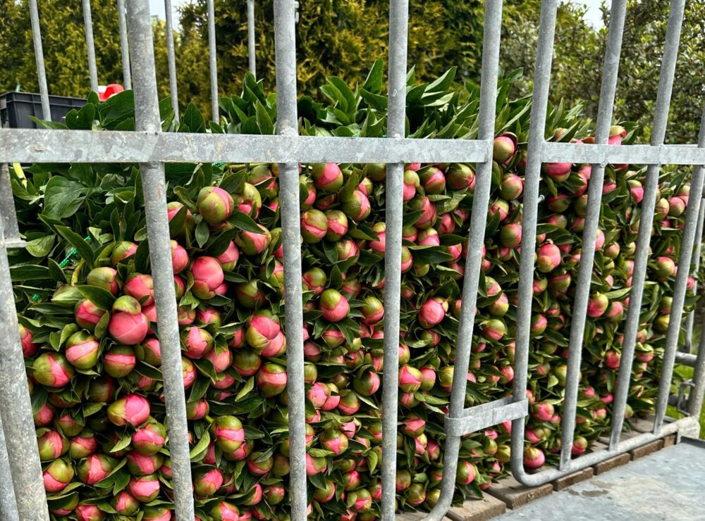 Vers van het veld