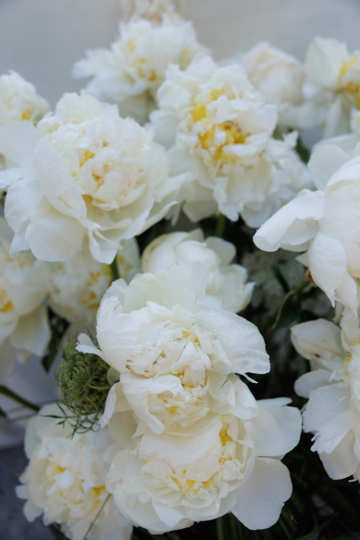 Ivory Victory Peonies